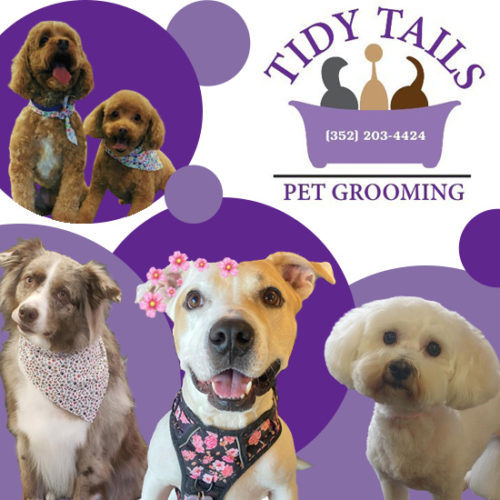 Home Tidy Tails Pet Grooming