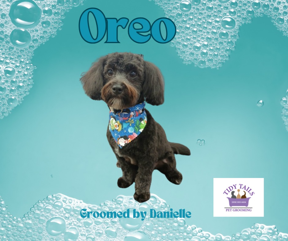 Groomed Pet