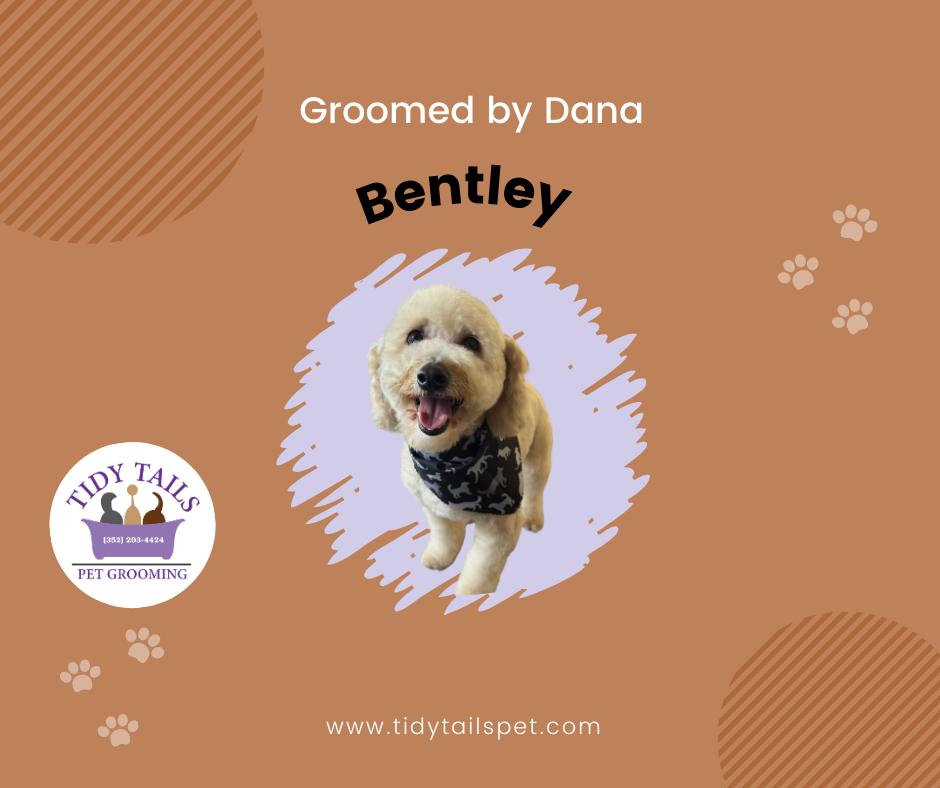 Groomed Pet