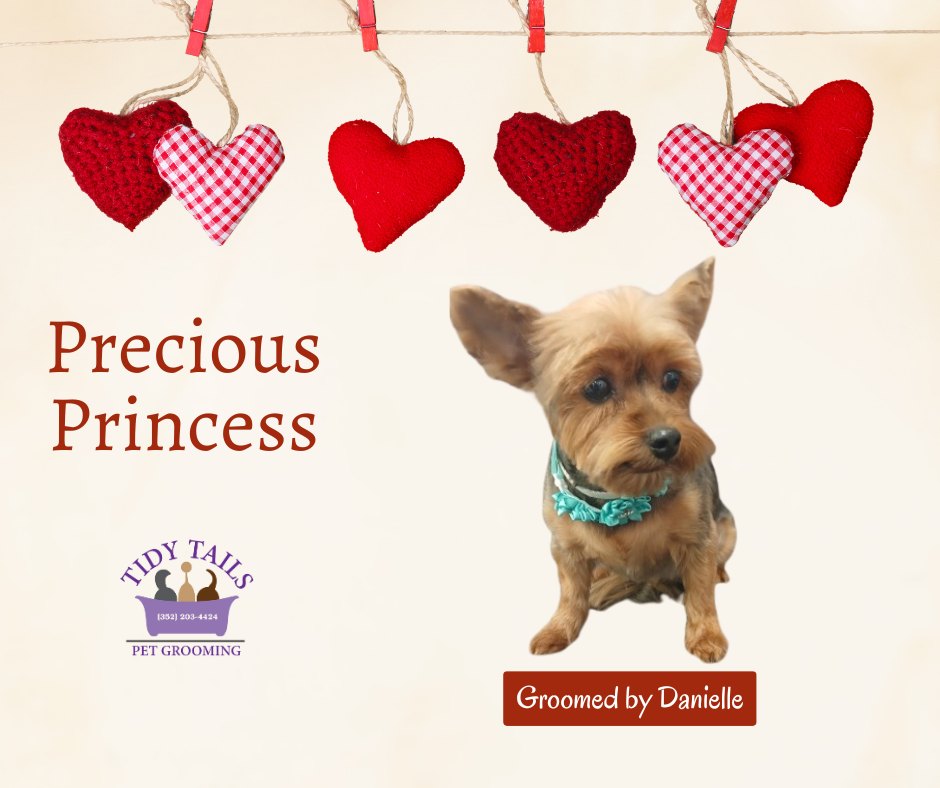 Groomed Pet