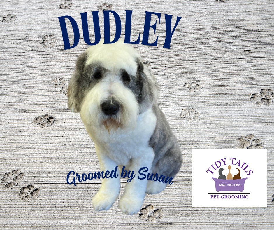 Groomed Pet